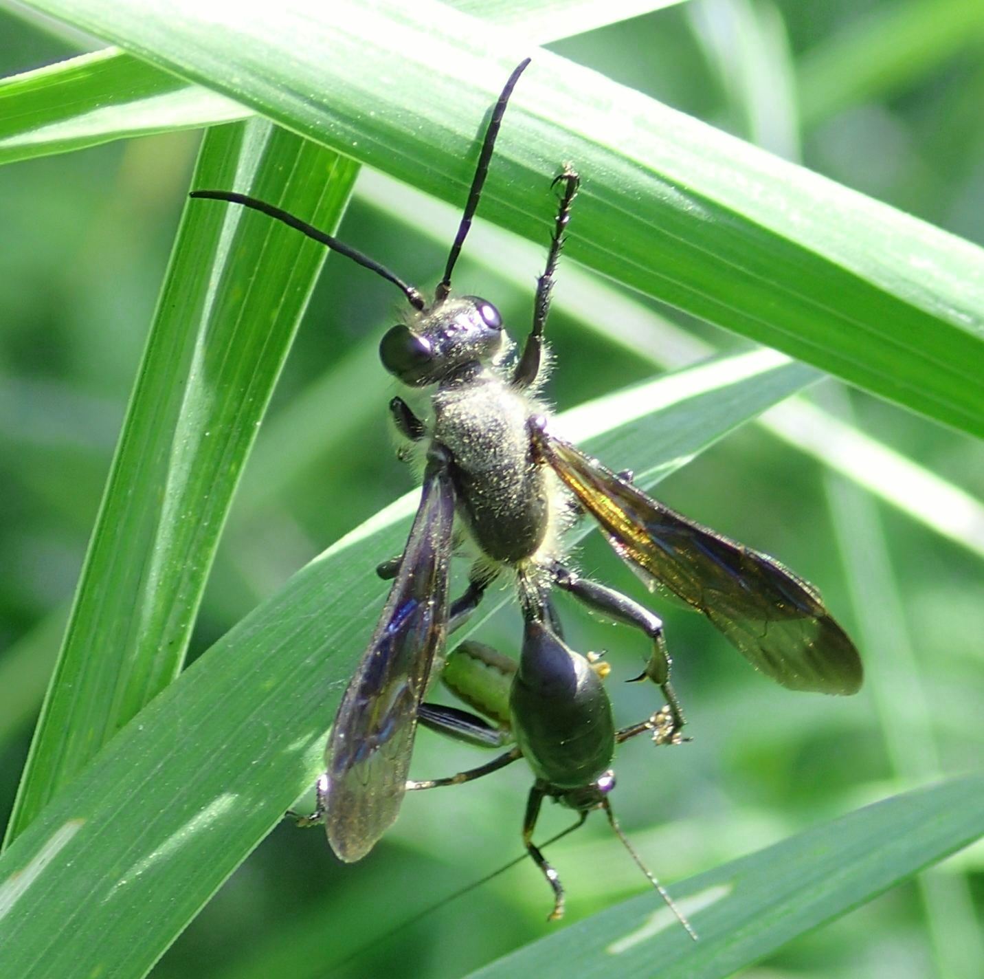 Hymenoptera con preda: Isodontia mexicana,  femmina (Sphecidae)